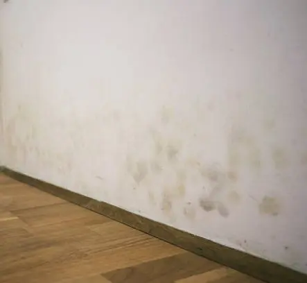 Taches de moisissure diffuses en bas d’un mur, au-dessus de la plinthe