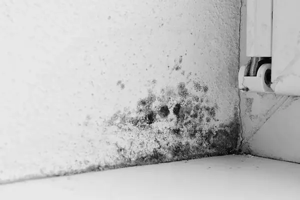 Moisissure noire dans l'angle d'un mur, près du dormant d'une fenêtre