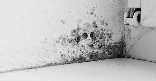 Taches de moisissure noire sur un mur